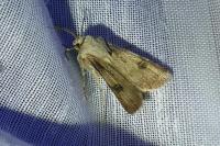 Agrotis exclamationis