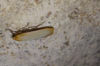Katha depressa