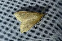 Udea ferrugalis