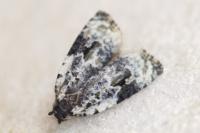 Celypha woodiana