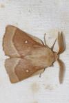 Lasiocampa trifolii