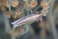 Ancylolomia tentaculella