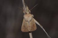 Mythimna vitellina