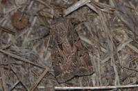 Agrotis bigramma