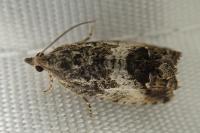 Cydia splendana