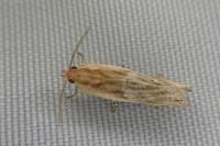 Eucosma cana