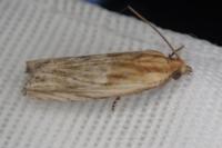 Eucosma cana