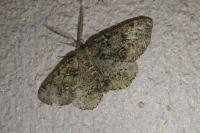 Cleorodes lichenaria