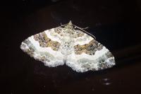 Epirrhoe alternata