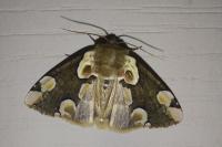 Thyatira batis