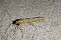Ancylolomia tentaculella