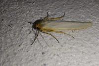 Eilema caniola