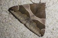Dysgonia algira
