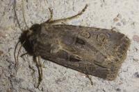 Agrotis bigramma