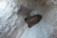 Lacanobia oleracea