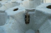 Agrotis puta