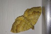 Camptogramma bilineata