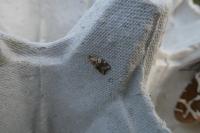 Acleris rhombana