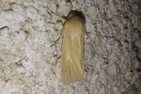 Mythimna pallens