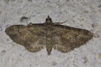Gymnoscelis rufifasciata