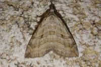 Aplocera efformata/plagiata