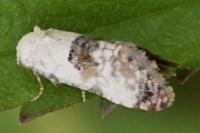 Cochylis hybridella