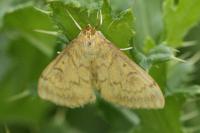 Ostrinia nubilalis/scapulalis