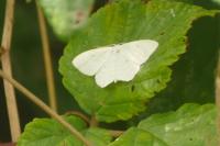 Scopula immutata