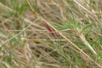 Oncocera semirubella