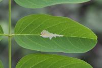 Parectopa robiniella