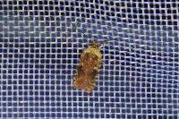 Agonopterix purpurea