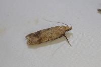 Pexicopia malvella
