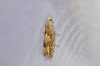 Eucosma conterminana