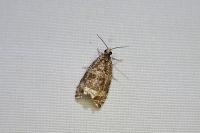 Celypha lacunana