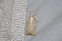 Calamotropha paludella