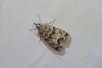 Eudonia mercurella
