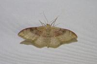 Idaea degeneraria