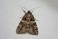 Catocala coniuncta