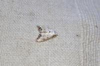 Nola infantula