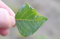 Phyllocnistis unipunctella