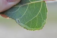 Phyllocnistis unipunctella