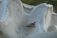 Clostera curtula