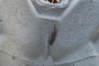 Agriphila geniculea
