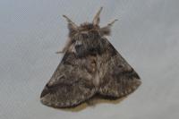 Thaumetopoea processionea