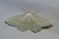 Campaea margaritaria