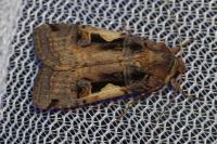 Xestia c-nigrum