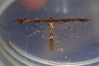 Amblyptilia acanthadactyla