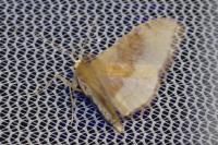 Idaea degeneraria
