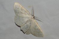 Cabera exanthemata