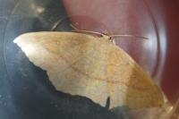 Cyclophora linearia